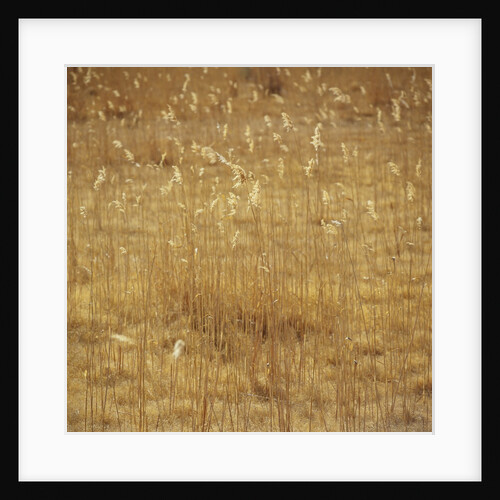 Dry Grass by Anonymous