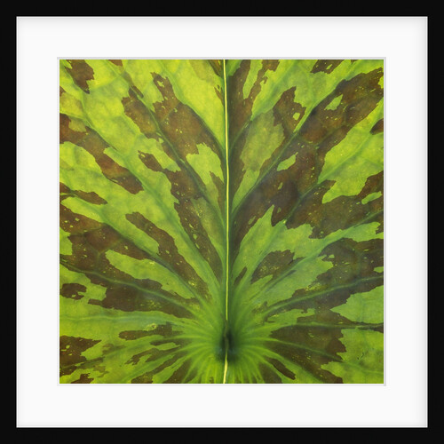 Closeup of Leaf by Anonymous