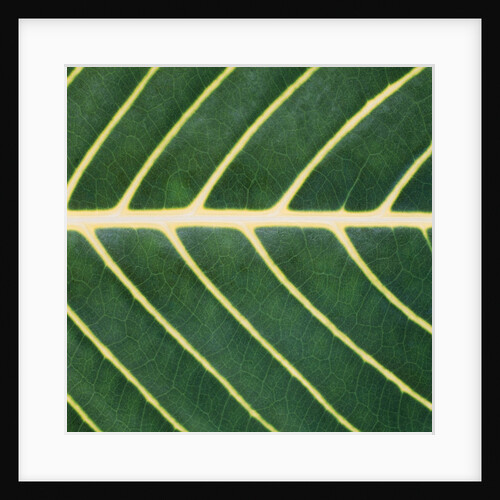 Closeup of Leaf by Anonymous
