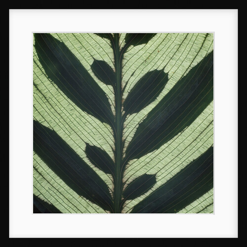 Closeup of Leaf by Anonymous