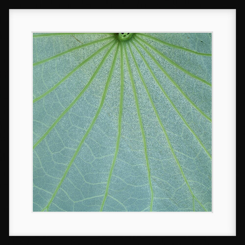 Closeup of Leaf by Anonymous