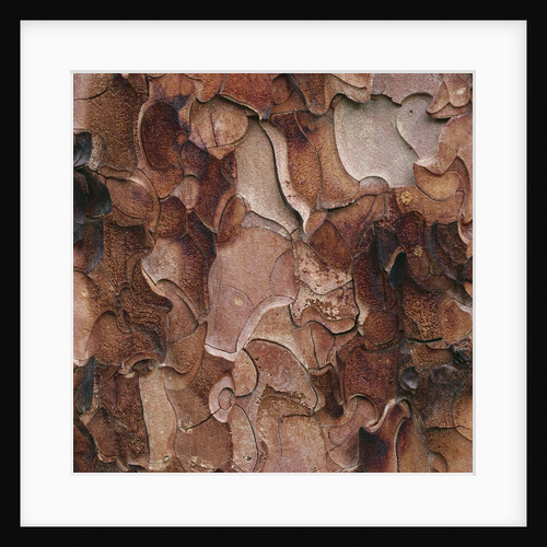Closeup of Tree Bark by Anonymous