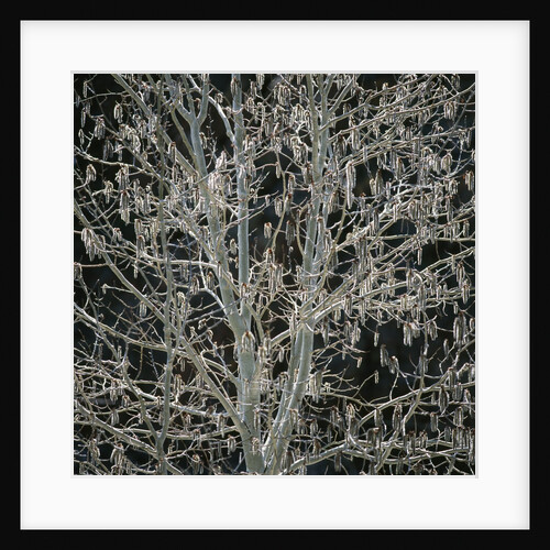 Tree with Seedpods at Night by Anonymous