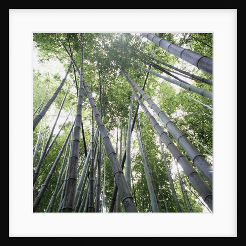 Bamboo Forest by Anonymous