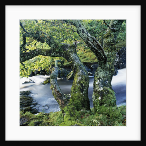Old Tree Growing over Stream by Anonymous