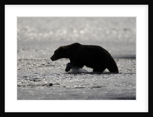 Grizzly Bear Hunting Spawning Salmon at Kukak Bay by Anonymous