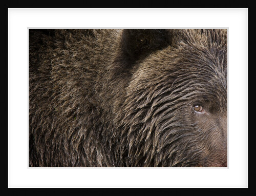 Two Year Old Brown Bear in Katmai National Park by Anonymous