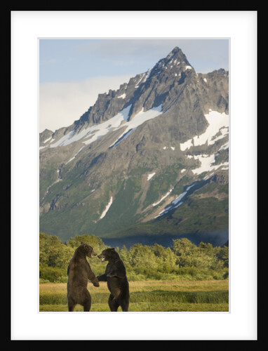 Brown Bears Sparring in Meadow at Kukak Bay by Anonymous
