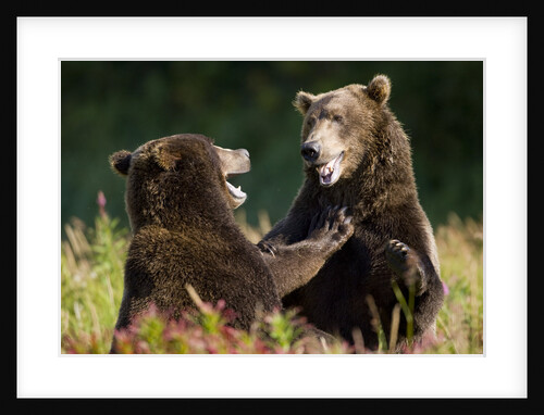 Brown Bears Sparring in Meadow at Kukak Bay by Anonymous