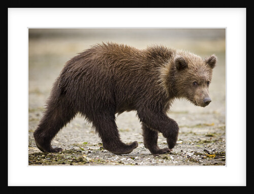 Brown Bear Cub at Geographic Harbor in Katmai National Park by Anonymous