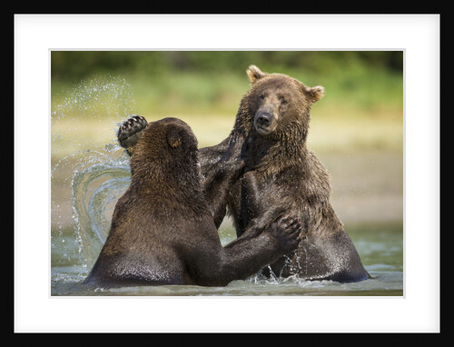 Brown Bears Sparring in Stream at Kukak Bay by Anonymous