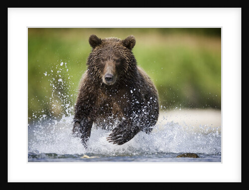 Brown Bear Fishing for Spawning Salmon at Geographic Harbor by Anonymous