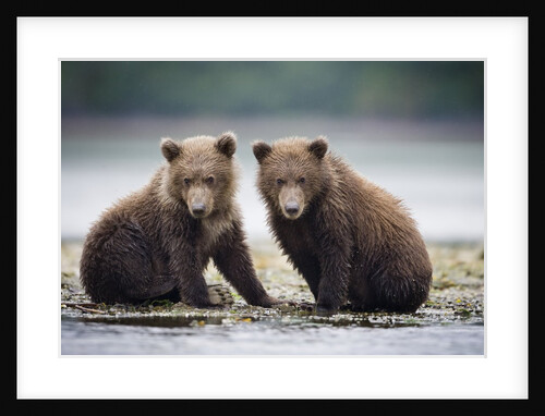 Grizzly Bear Cubs at Geographic Harbor in Katmai National Park by Anonymous