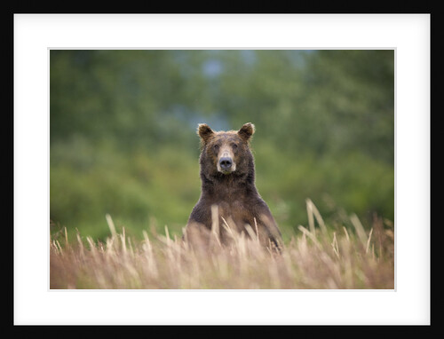 Grizzly Bear Standing Over Tall Grass at Kukak Bay by Anonymous