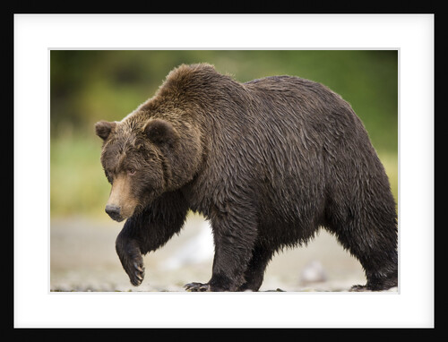 Grizzly Bear at Geographic Harbor in Katmai National Park by Anonymous