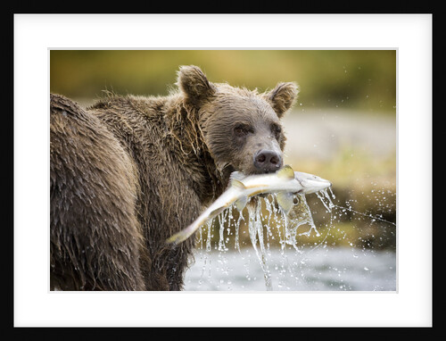 Brown Bear Bear Holding Salmon in Stream at Geographic Harbor by Anonymous