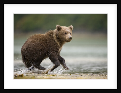 Brown Bear Cub on Beach at Geographic Harbor by Anonymous