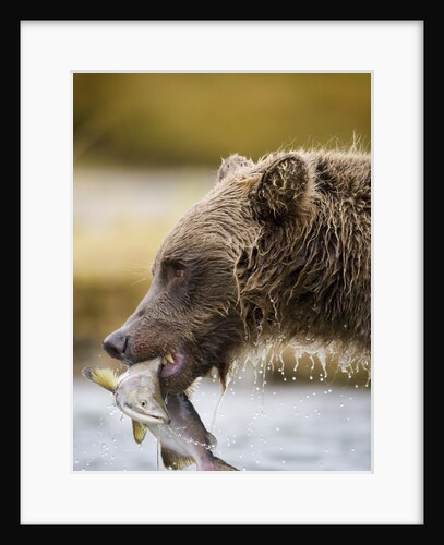 Grizzly Bear Carrying Spawning Salmon at Geographic Harbor by Anonymous