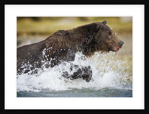 Brown Bear Running Through River at Kinak Bay by Anonymous