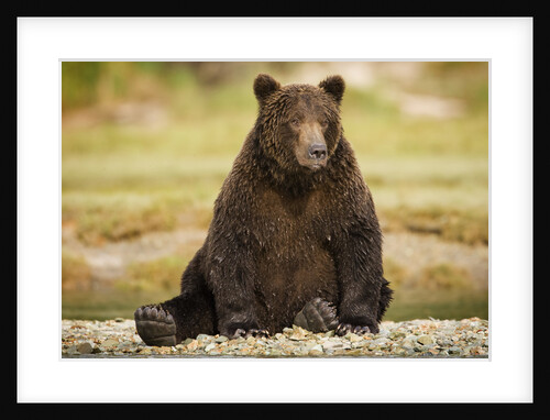Brown Bear Sitting on Gravel Bar at Kinak Bay by Anonymous