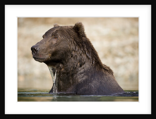 Brown Bear Resting in Stream at Kinak Bay by Anonymous
