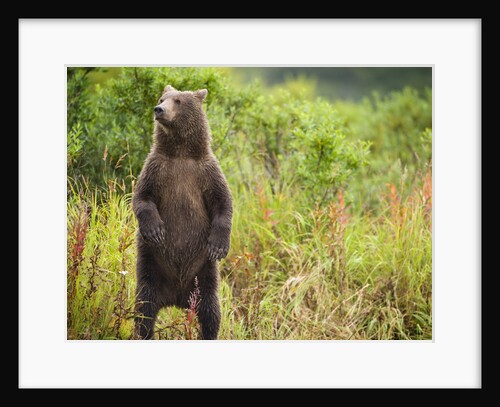 Brown Bear Cub Standing Upright at Kinak Bay by Anonymous