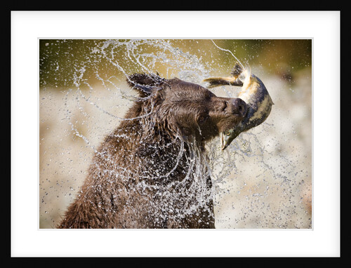 Brown Bear Catching Spawning Salmon from Stream at Kinak Bay by Anonymous