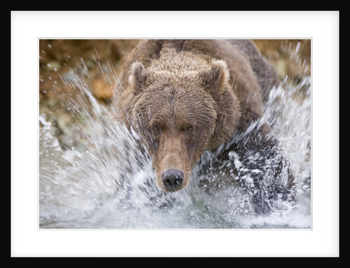 Grizzly Bear Hunting Spawning Salmon in Stream at Kinak Bay by Anonymous