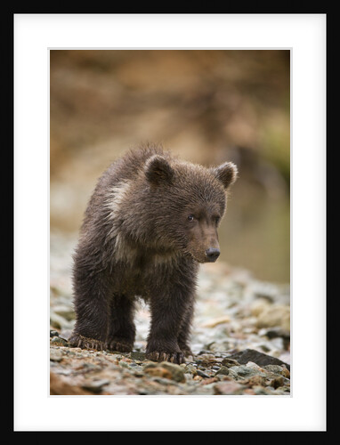 Brown Bear Cub at Kinak Bay in Katmai National Park by Anonymous
