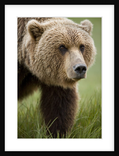 Grizzly Bear, Kukak Bay, Katmai National Park, Alaska by Anonymous