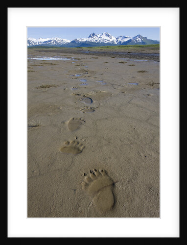 Brown Bear Tracks at Hallo Bay in Katmai National Park by Anonymous