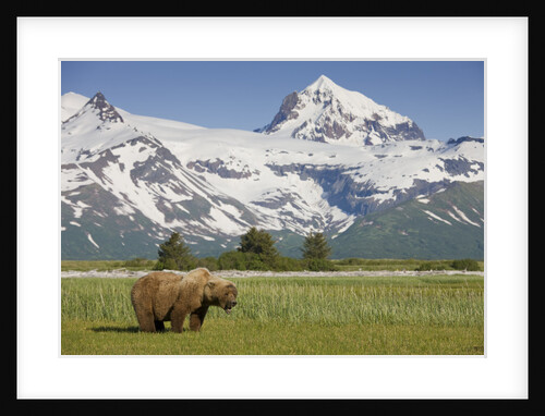 Grizzly Bear Eating Sedge Grass in Meadow at Hallo Bay by Anonymous