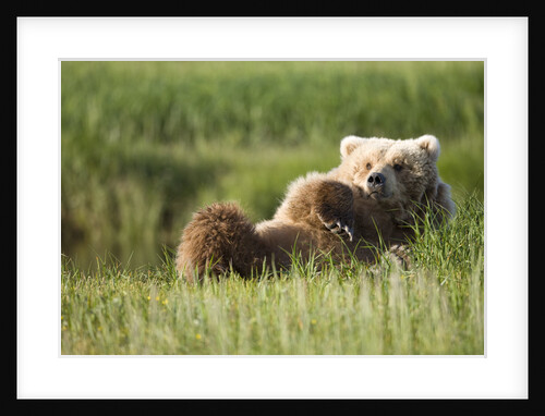 Grizzly Bear Resting on Back in Meadow at Hallo Bay by Anonymous