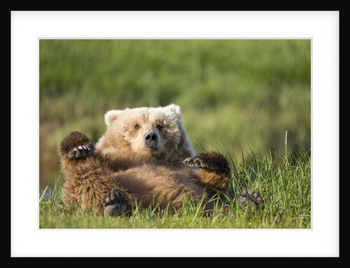 Grizzly Bear Resting on Back in Meadow at Hallo Bay by Anonymous