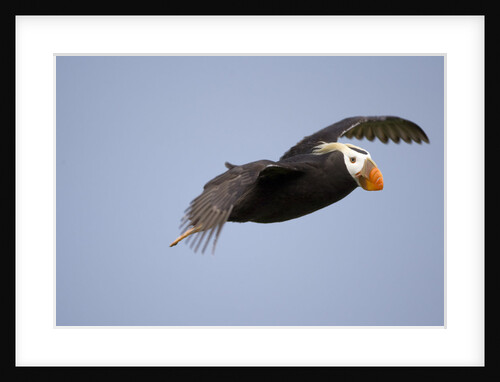 Tufted Puffin in Flight in Katmai National Park by Anonymous