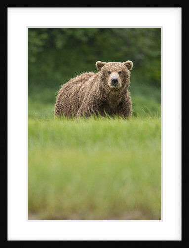 Grizzly Bear in Meadow at Kukak Bay in Katmai National Park by Anonymous