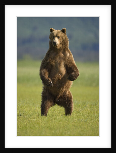 Brown Bear Standing Upright in Meadow at Hallo Bay by Anonymous