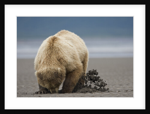 Grizzly Bear Digging Clams at Low Tide at Hallo Bay by Anonymous