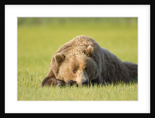 Grizzly Bear Resting in Meadow at Hallo Bay by Anonymous