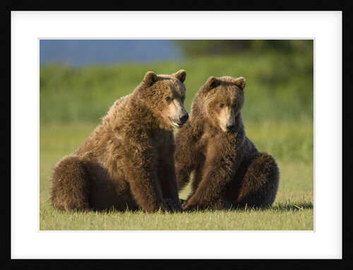 Two Brown Bears Sitting in Meadow at Hallo Bay by Anonymous
