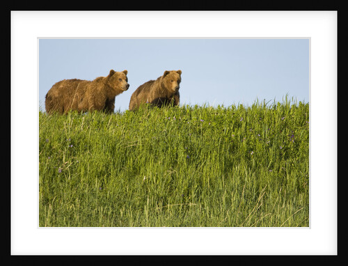 Grizzly Bears in Meadow at Hallo Bay by Anonymous