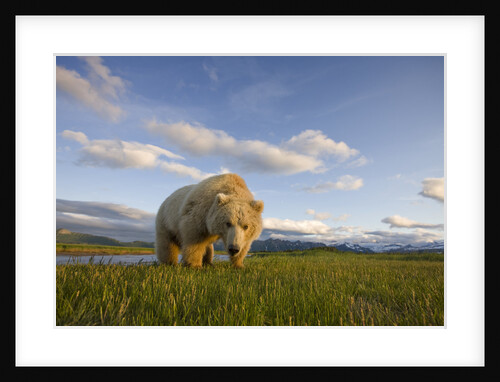 Grizzly Bear Eating Sedge Grass in Meadow at Hallo Bay by Anonymous