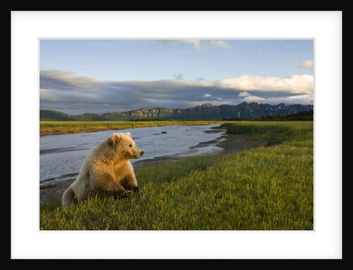 Brown Bear Along Stream at Hallo Bay in Katmai National Park by Anonymous
