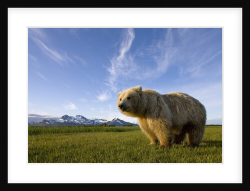 Grizzly Bear in Meadow at Hallo Bay in Katmai National Park by Anonymous