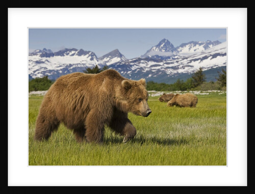 Grizzly Bears at Hallo Bay in Katmai National Park by Anonymous