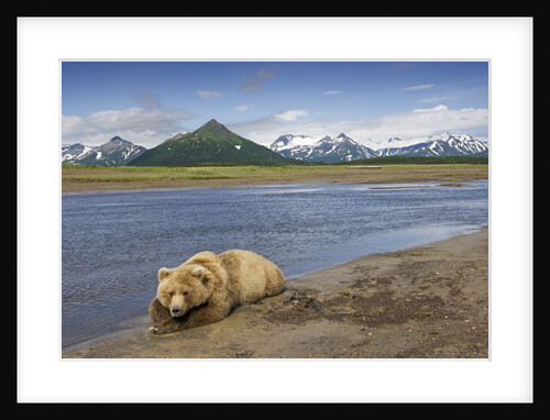 Grizzly Bear Resting by Stream at Hallo Bay by Anonymous
