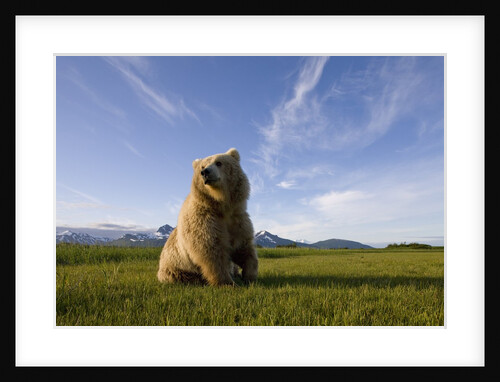 Brown Bear in Meadow at Hallo Bay in Katmai National Park by Anonymous