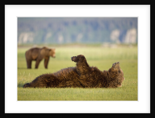 Brown Bear Lying on Back in Meadow at Hallo Bay by Anonymous