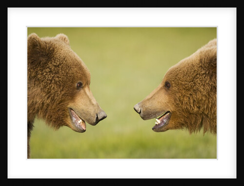 Brown Bears Facing Off at Hallo Bay by Anonymous