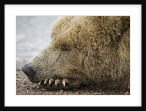 Sleeping Brown Bear at Hallo Bay by Anonymous